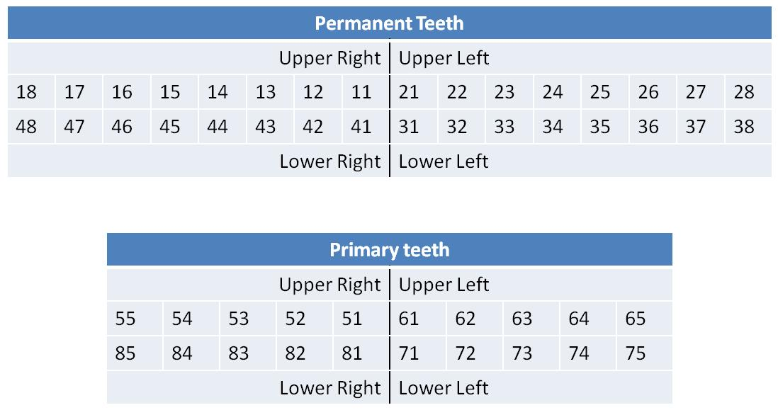Teeth numbering system