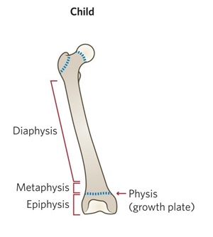 Parts of the bone, adult and child