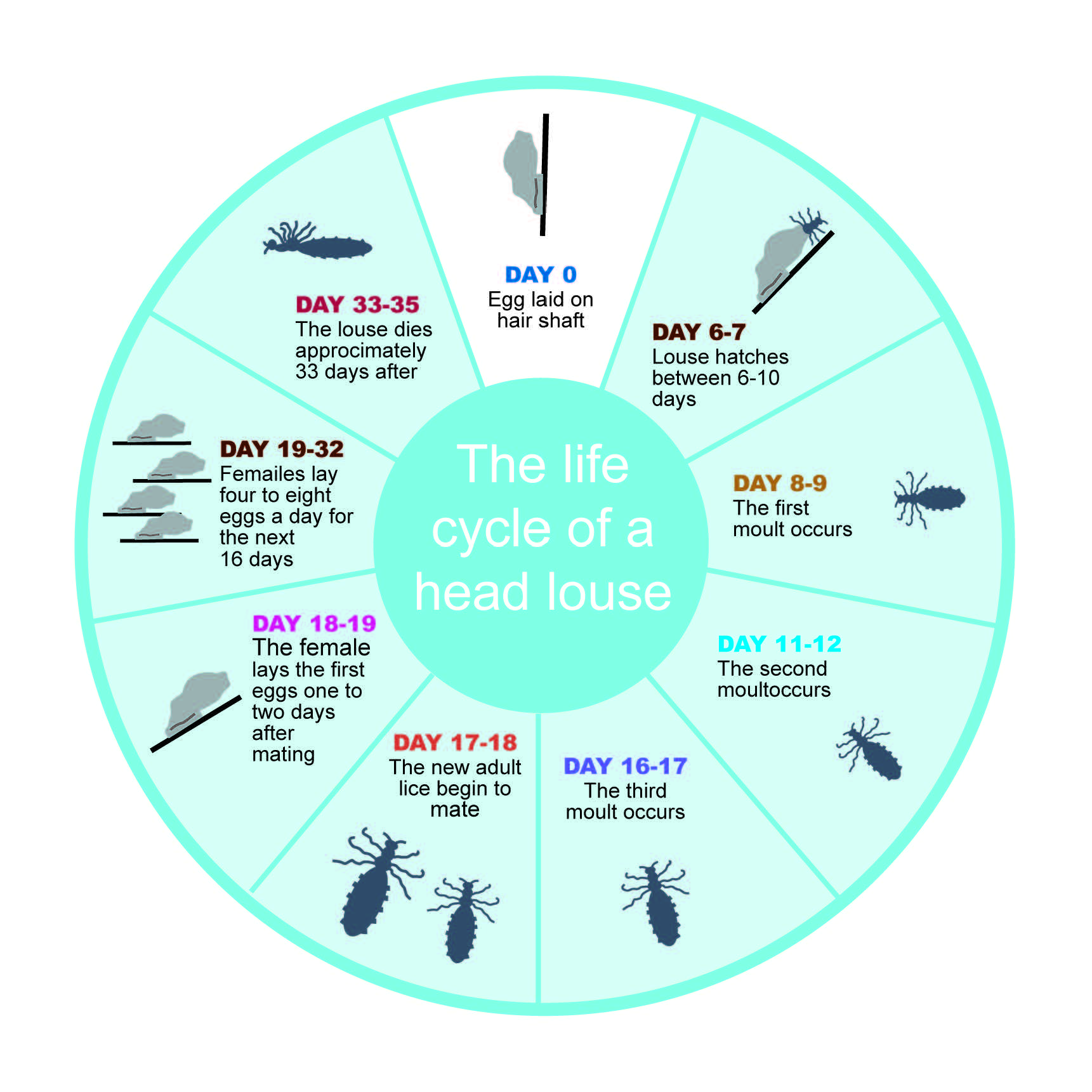 The life cycle of a head louse