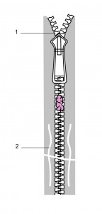 Genitalia caught between interlocking teeth of the zipper